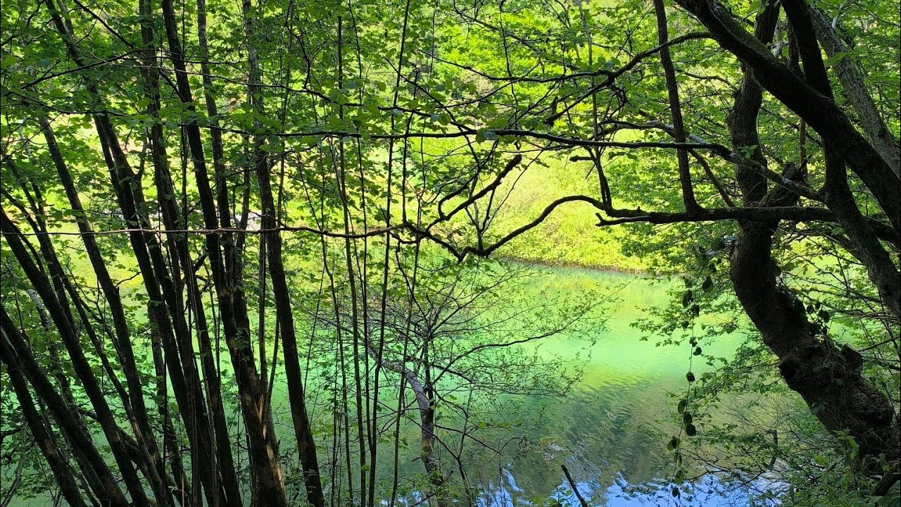 Thoreau - Walden - I went to the woods because I wished to live deliberately #simpleliving 