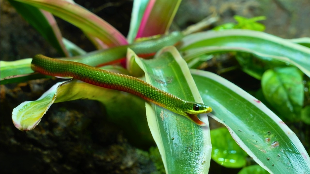 Building My Little Green Snake a New Home