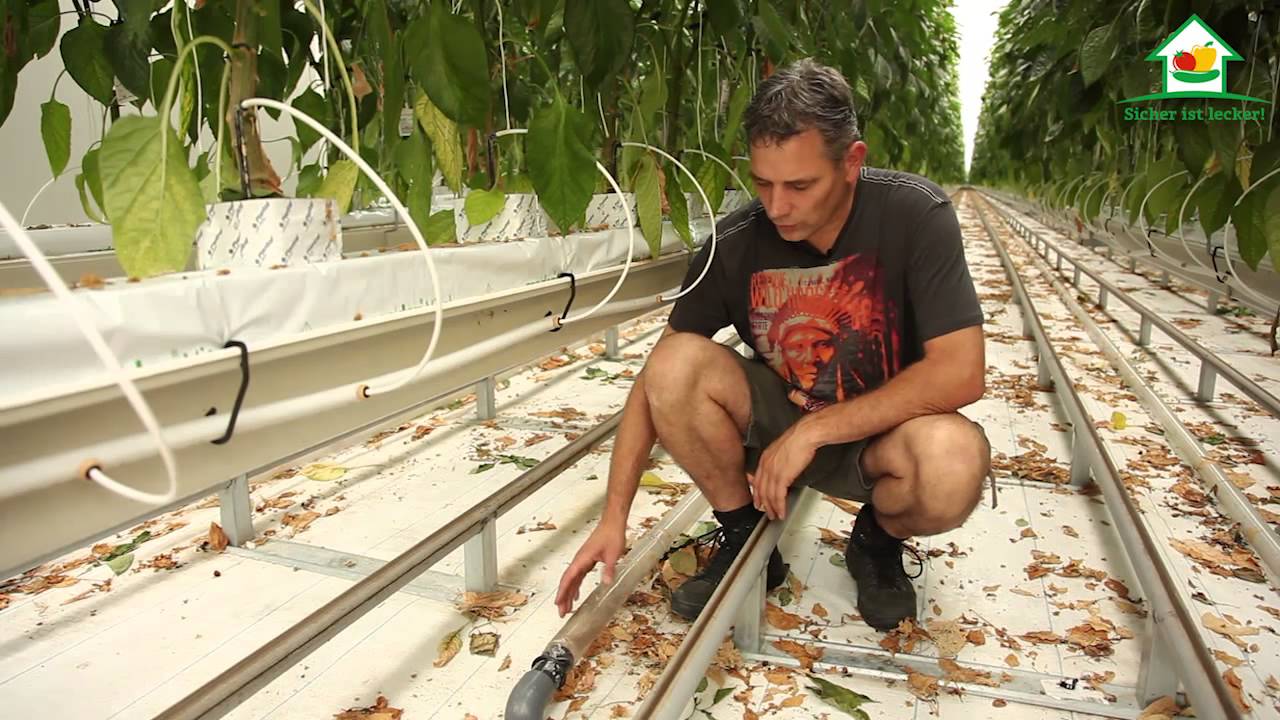 Gemüseanbau im Glasgewächshaus - Umwelt