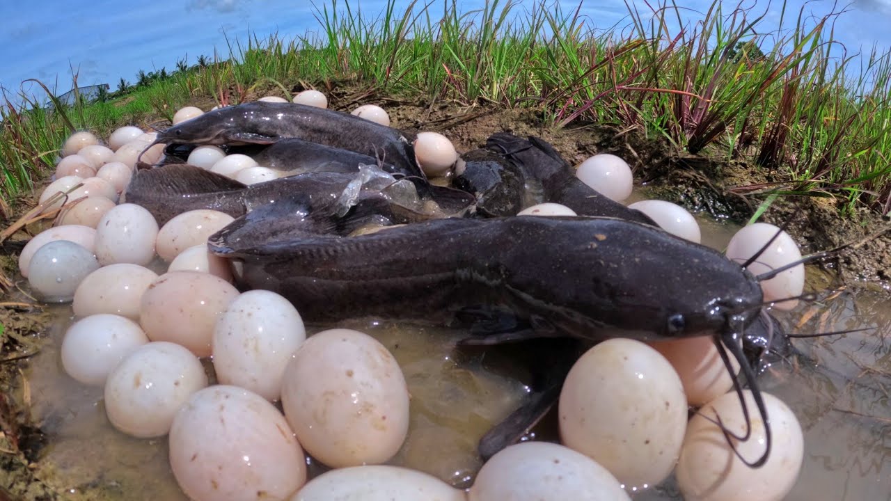 Best Hand Fishing, catch a lot of fish in water and pick duck eggs under the garss