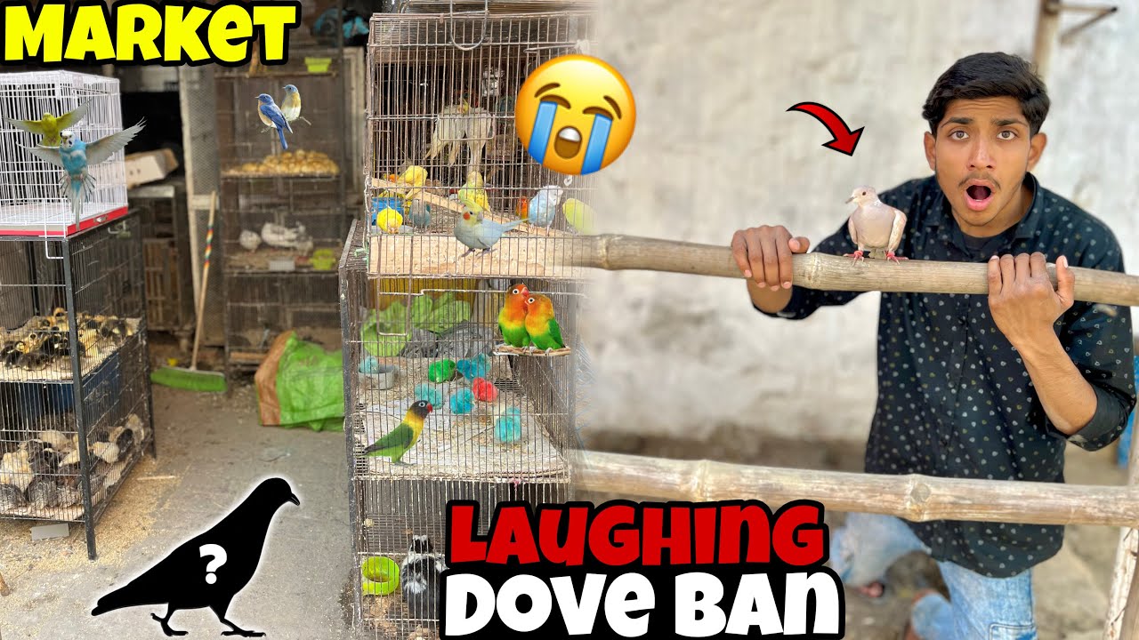 Market mein Laughing dove ban kyon hai ||😭 