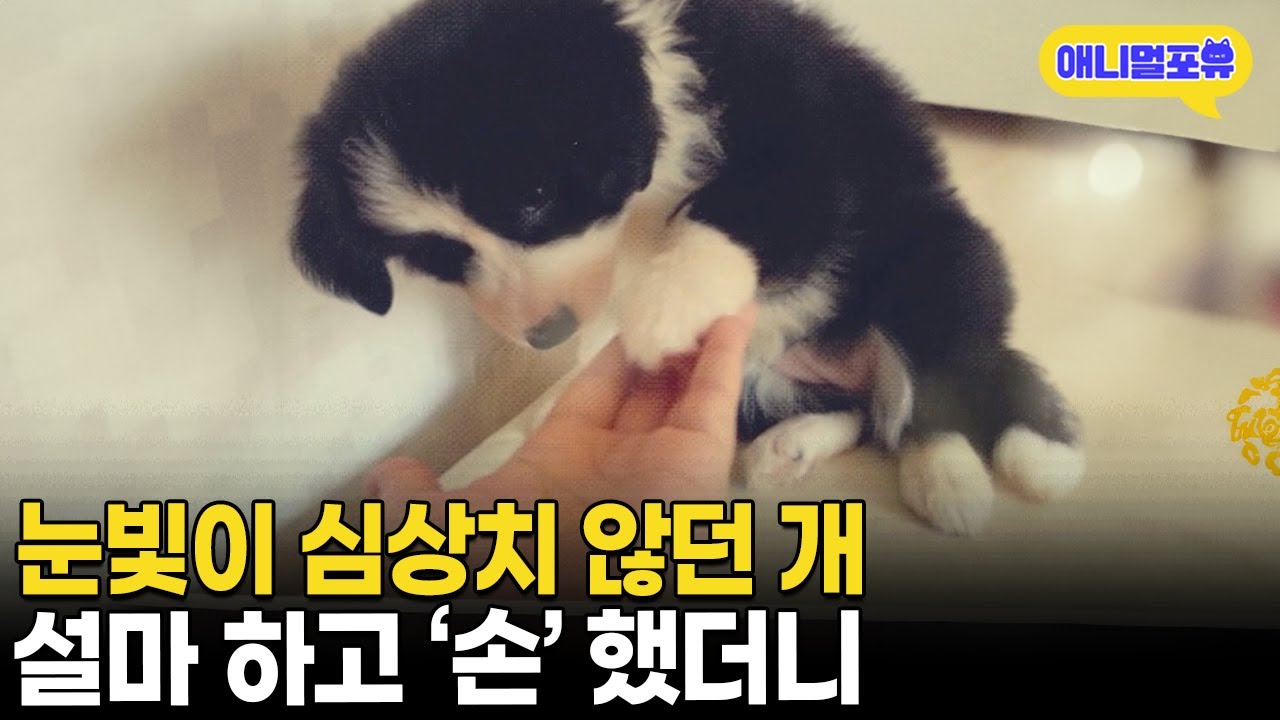 얘 뭔가 눈빛이 심상치 않다.. 설마하고 &lsquo;손&rsquo; 했더니 | KBS 동물극장 단짝 230107 방송