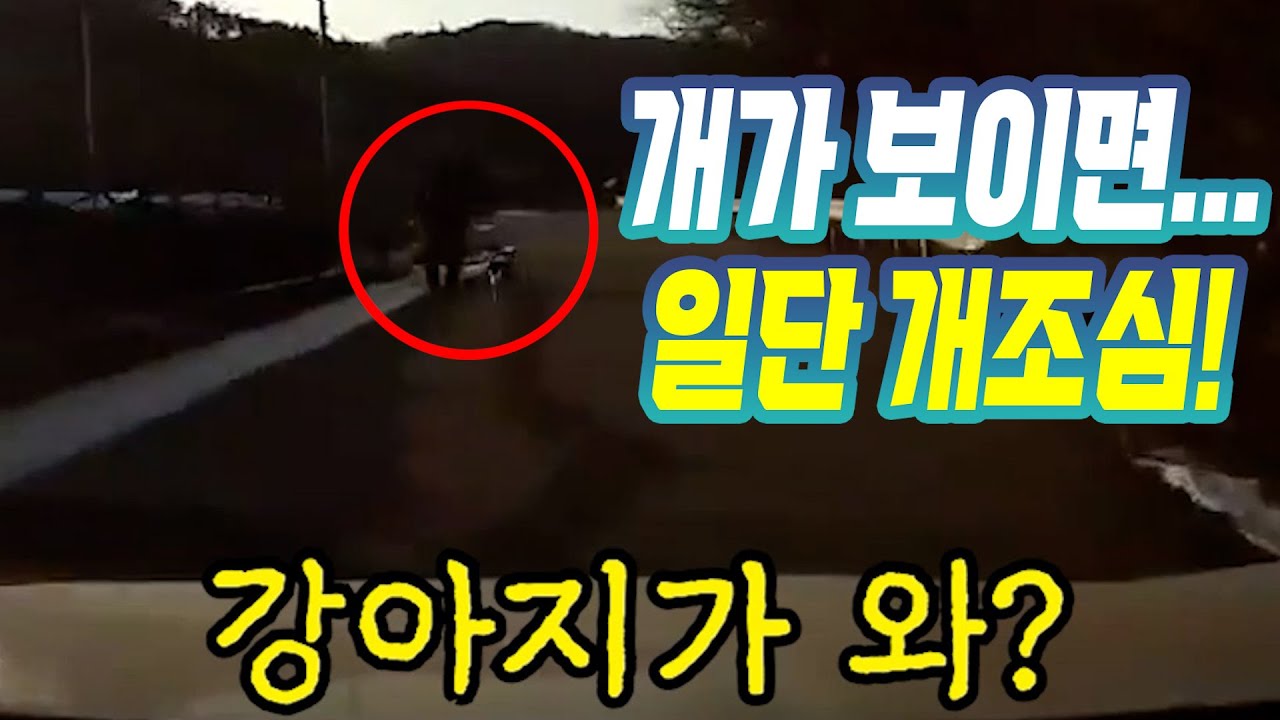 26450회. 좁은 시골길에서 차 쪽으로 뛰어든 강아지 사고 블박차의 잘못은?