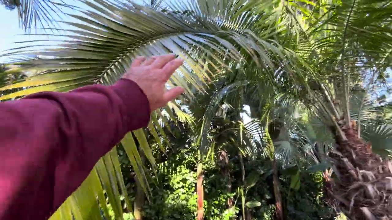 Cliff Indian Date Palm, Phoenix rupicola