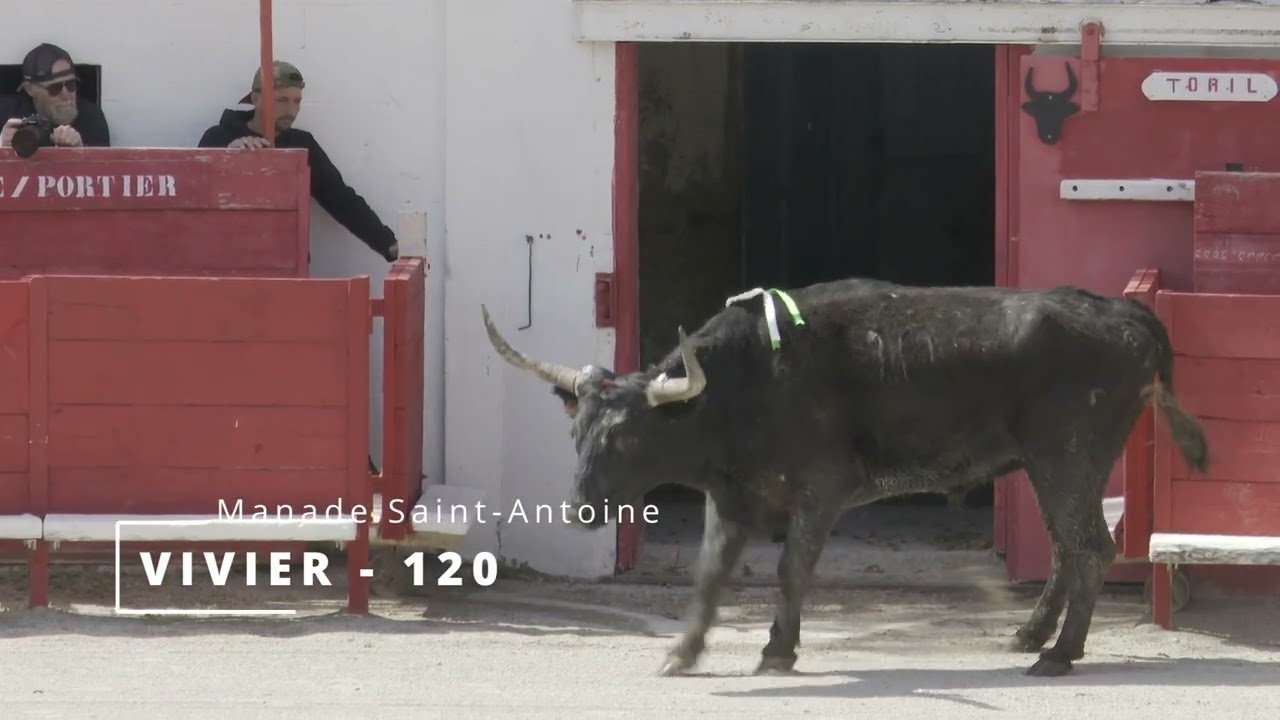 Manade Saint-Antoine, une journée de course à Salin de Giraud
