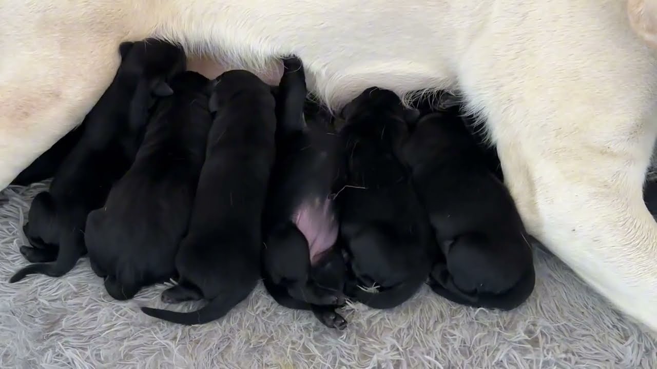 Nine Puppies. 48 Hours Old.