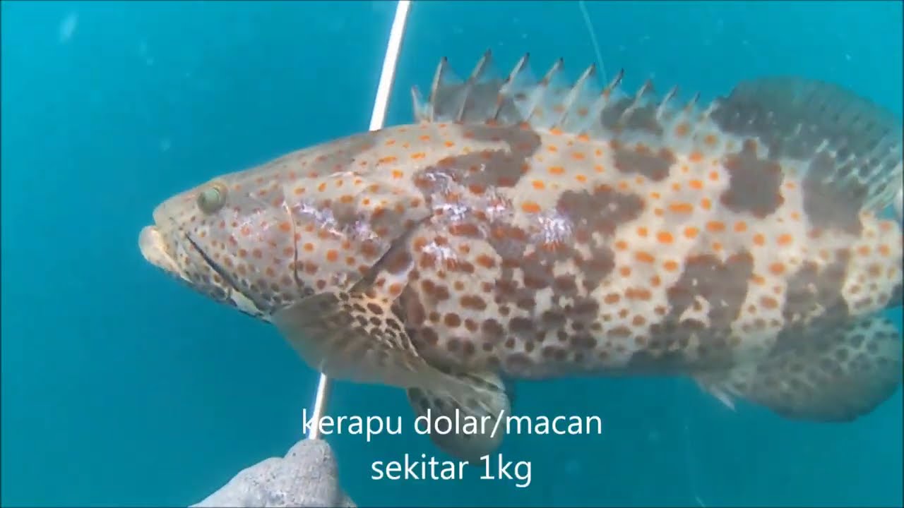 Spearfishing aceh s2 episode 23