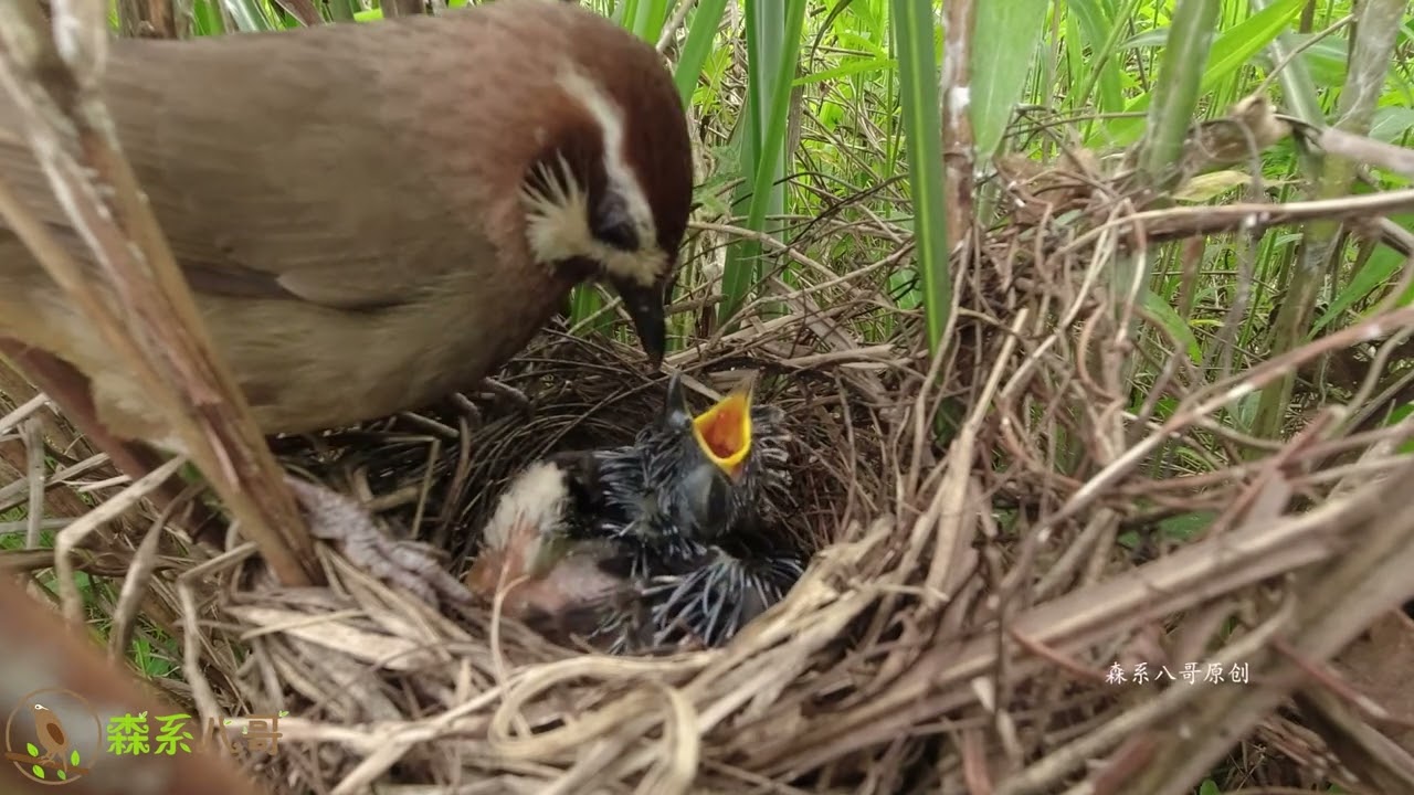 The cuckoo that eats alone grows very fast, and its feathers have already grown out杜鹃鸟长得很快，羽管已经长出来了