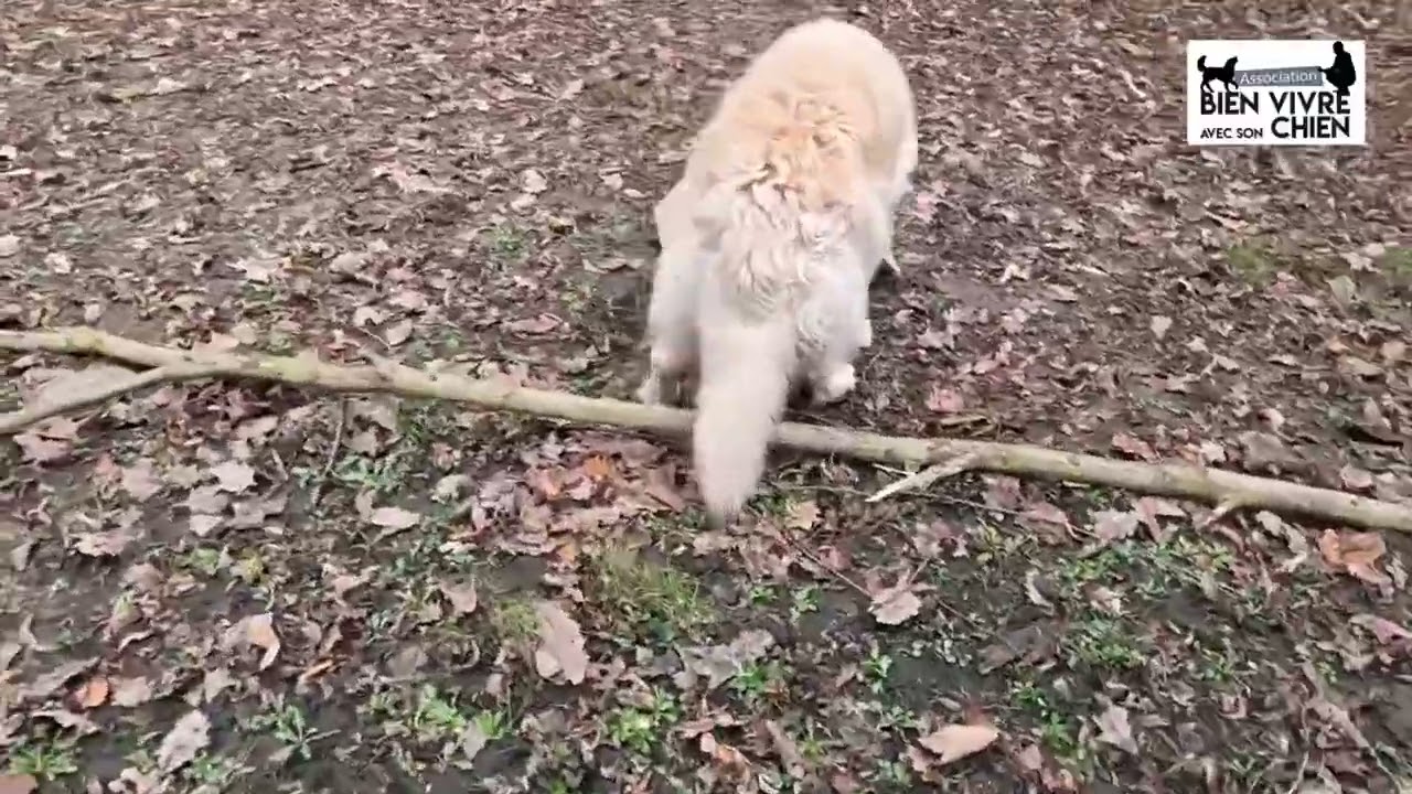 Cours jeux canin Hunting Game association bien vivre avec son chien