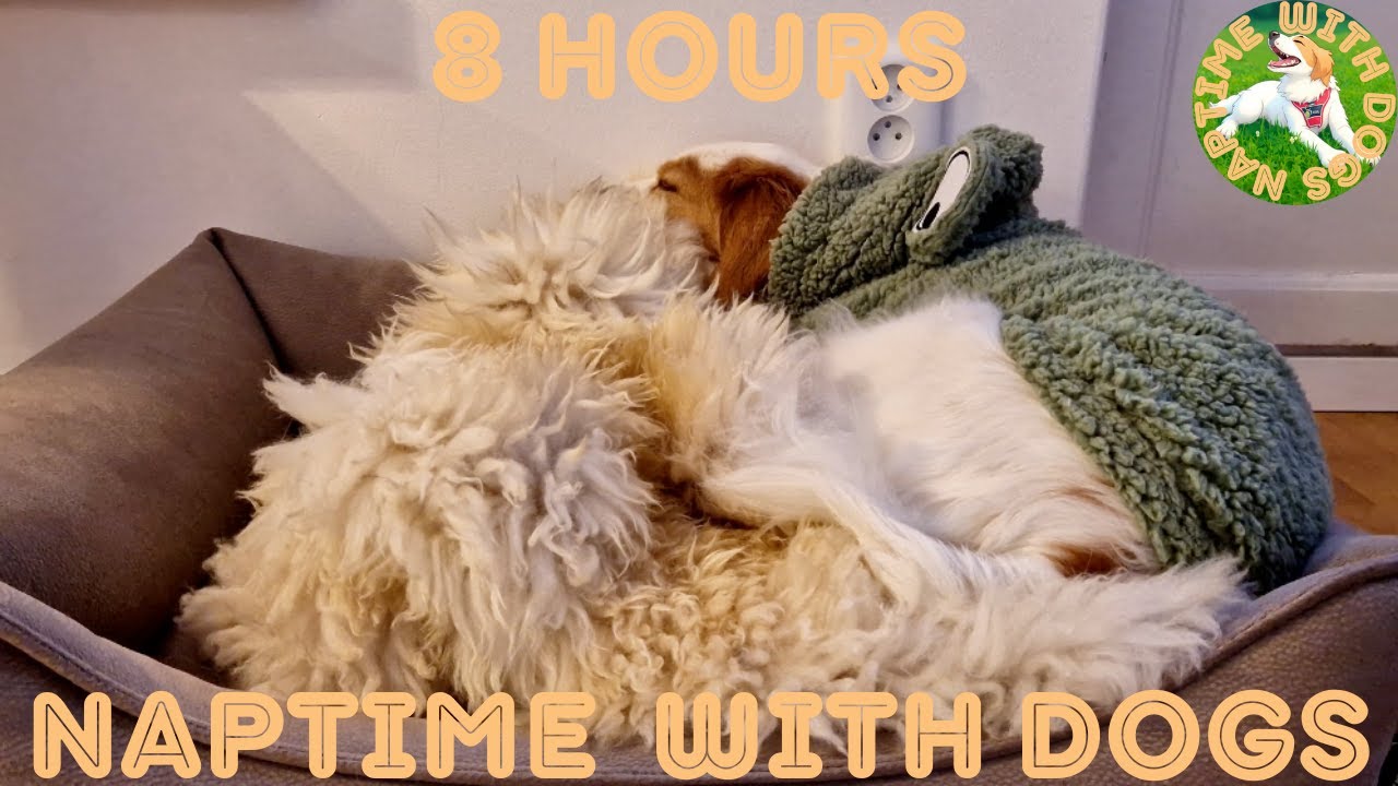 8 Hours 31 Minutes of Cozy Dog Sleep 🐸🐶 | Benji in His Frog Pyjama with Calm Music