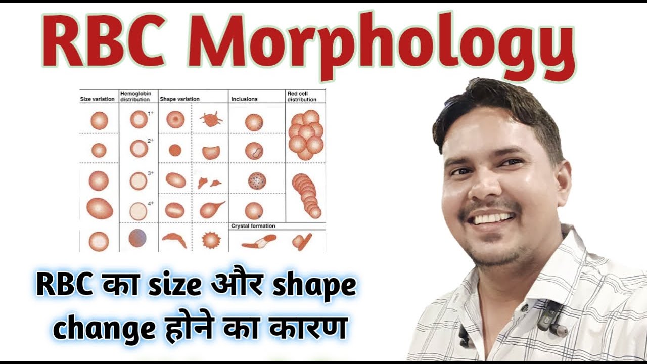 RBC shape and size | Red blood cells shape