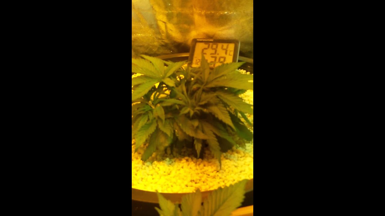 purple kush grow