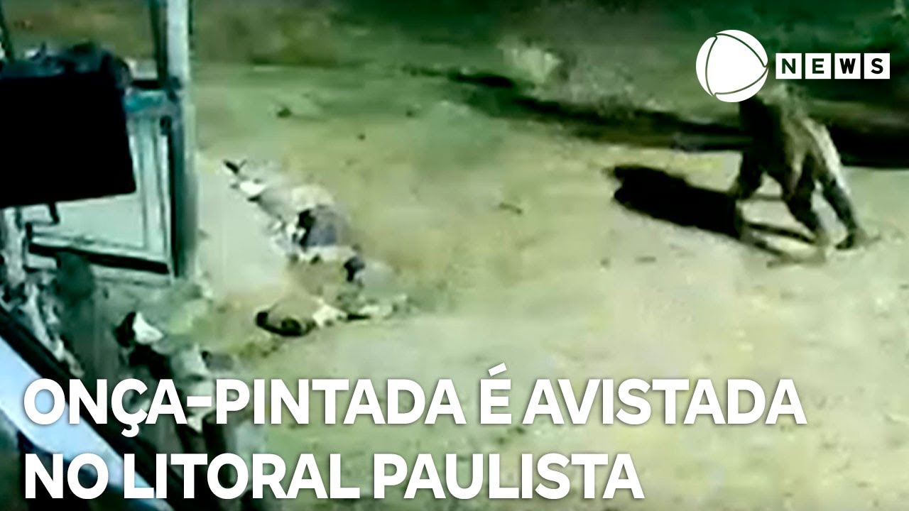 Onça-pintada é avistada em sítio do litoral paulista