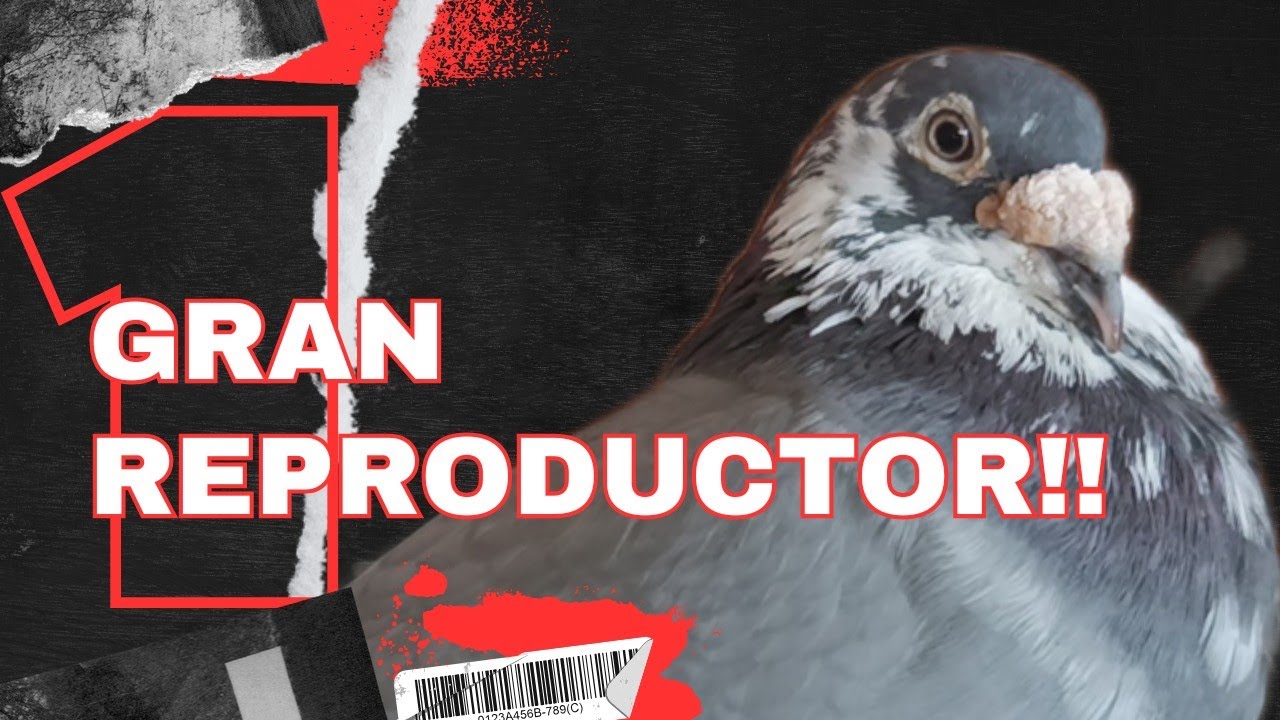 PALOMAS MENSAJERAS. Nos enseña su plantel volador y reproductor!! EL KAMIKAZE