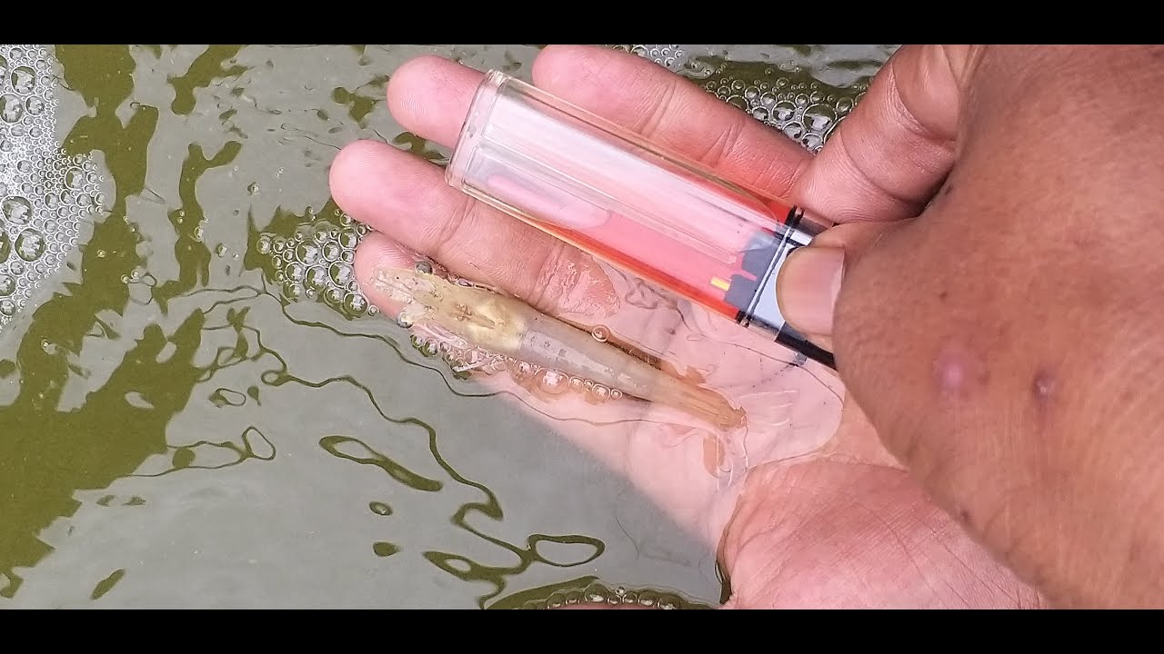 Cara fermentasi air budidaya udang vaname sistem bioflock kolam bundar untuk pemula