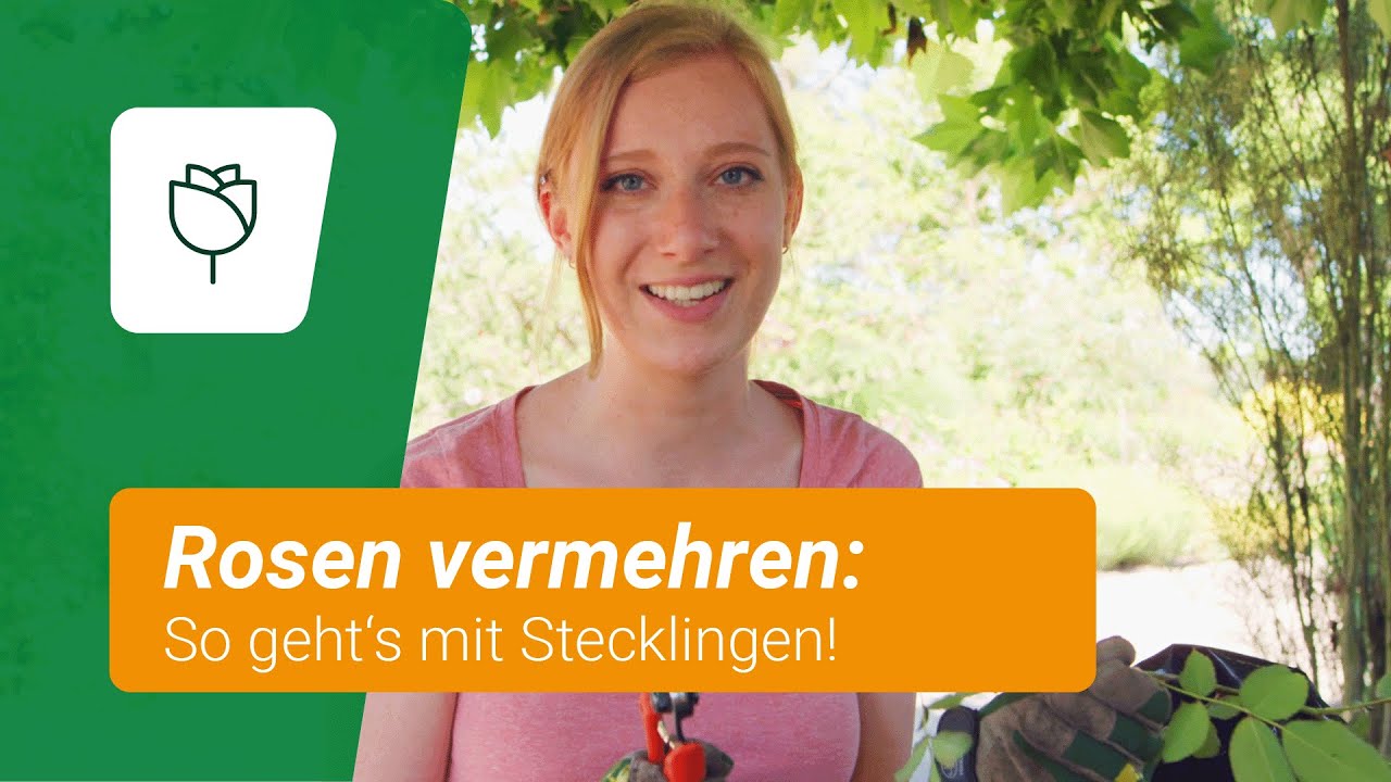 Rosen durch Stecklinge vermehren: So klappt's 🌹