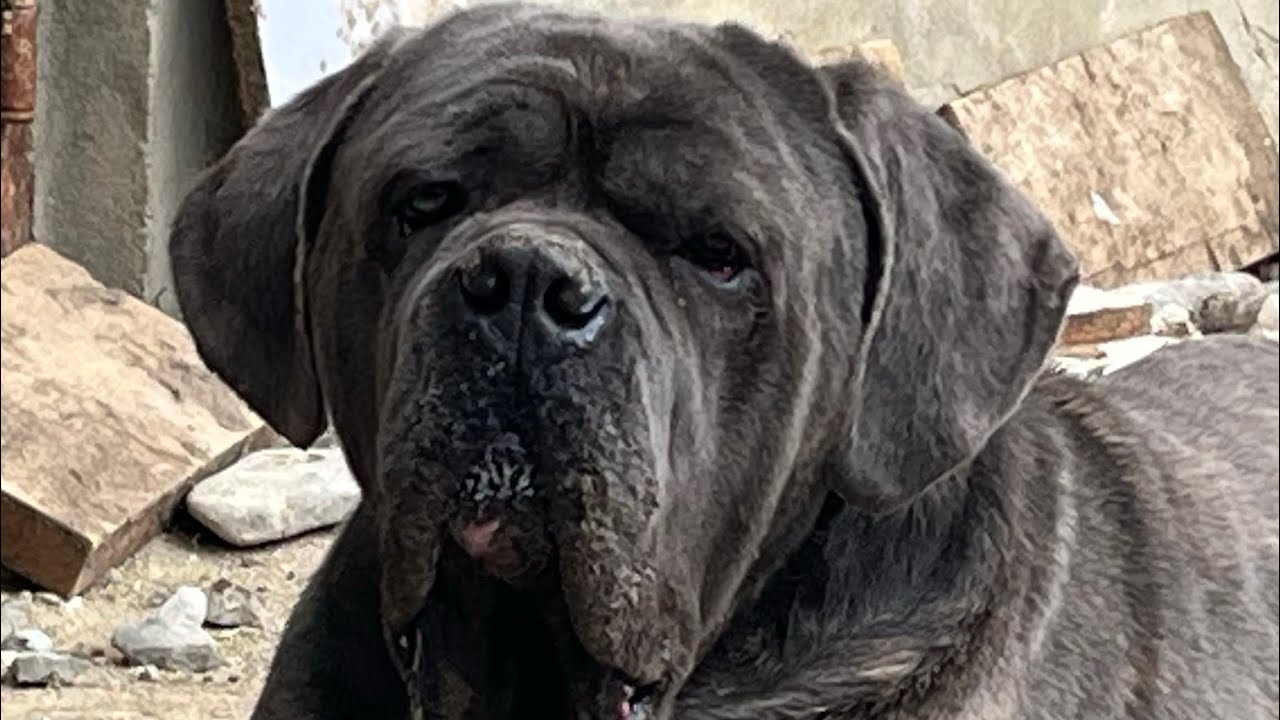 Cane corso tiger color 