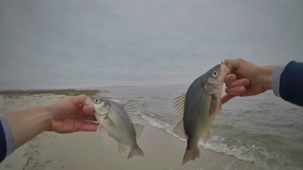 Catching BIG White Perch on the DELAWARE BAY Marsh!