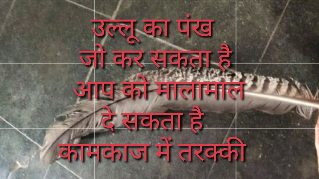 उल्लू के पंख के टोटके ||उल्लू के पंख जो कर सकता है आप को मालामाल ||