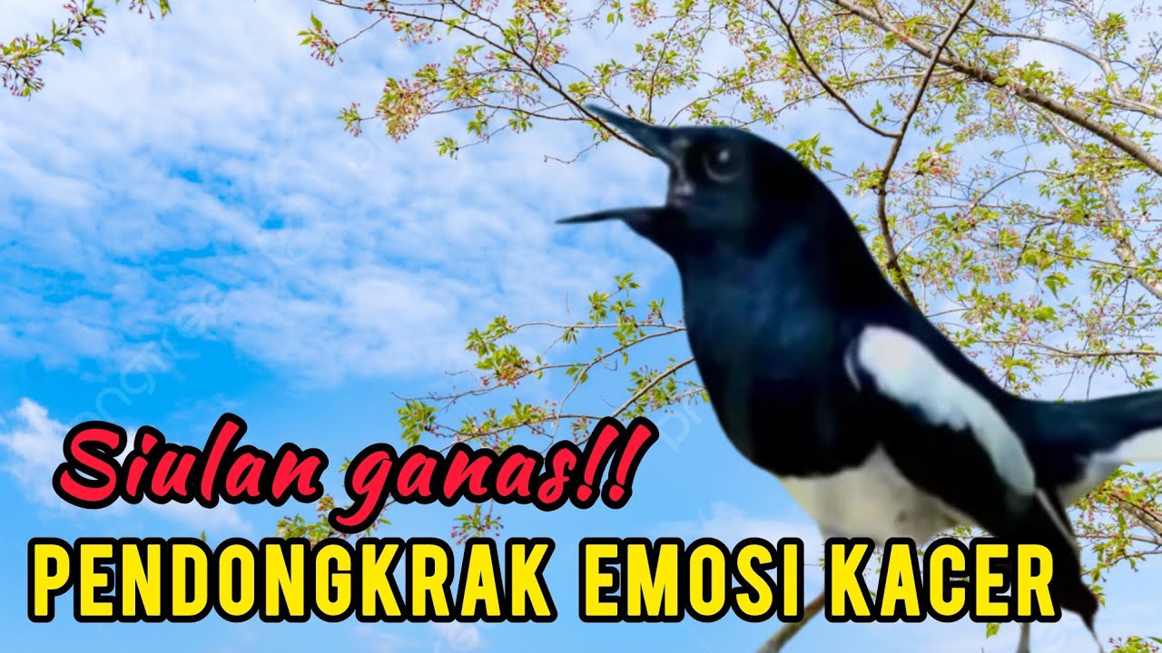 kacer gacor NGEPLONG tarung ini Sangat Ampuh buat pancingan KACER agar Emosi