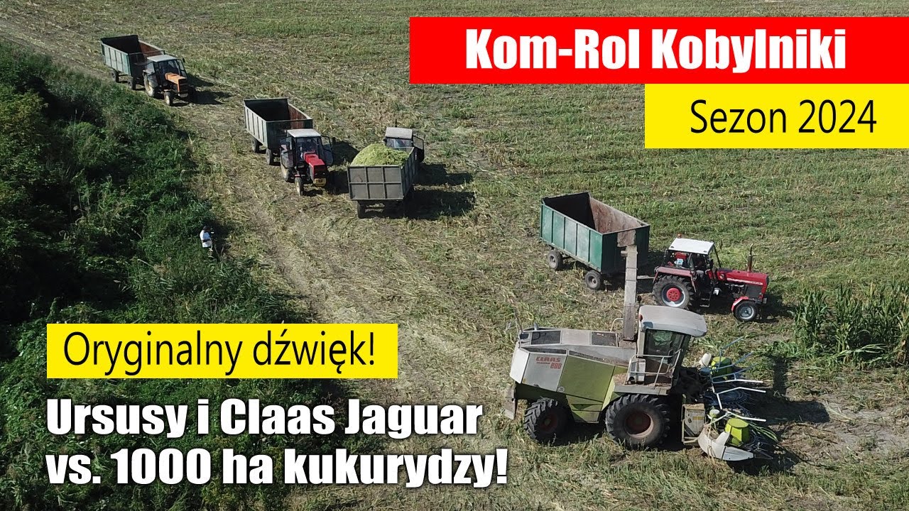 Ursusy i Claas Jaguar vs. 1000 ha kukurydzy na kiszonkę! Kom-Rol Kobylniki 2024