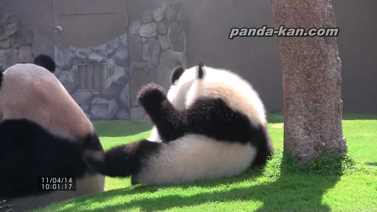 Twin baby pandas wrestling 2011/4/14 赤ちゃんパンダ海浜と陽浜のパンダプロレス
