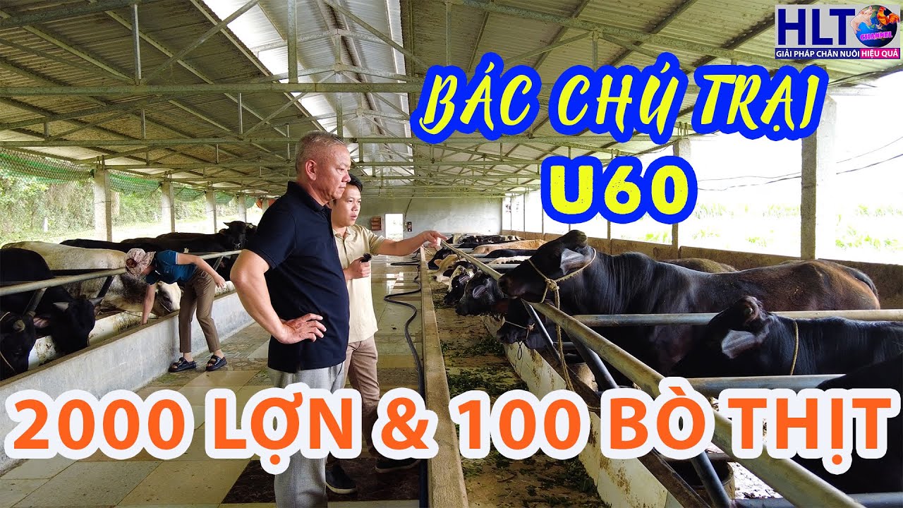 BÁC CHỦ TRẠI U60 NUÔI 2000 LỢN & NIỀM ĐAM MÊ NUÔI BÒ THỊT VỖ BÉO