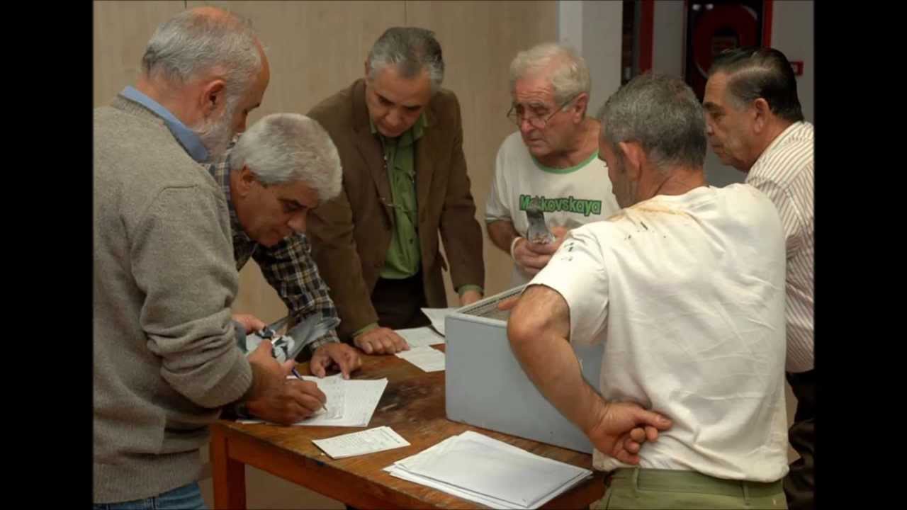 Palomas Mensajeras en Canarias. AGUSTIN FERNANDEZ VENTURA.