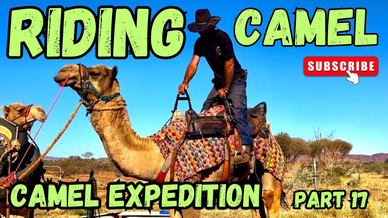 Camel expedition. Part 17. Riding camel first time.