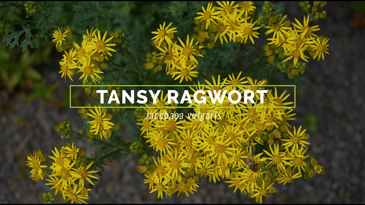 Tansy Ragwort