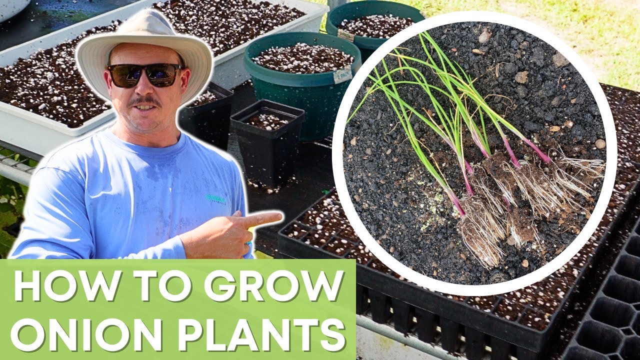 Никогда больше не покупайте луковые растения — это может сделать каждый!