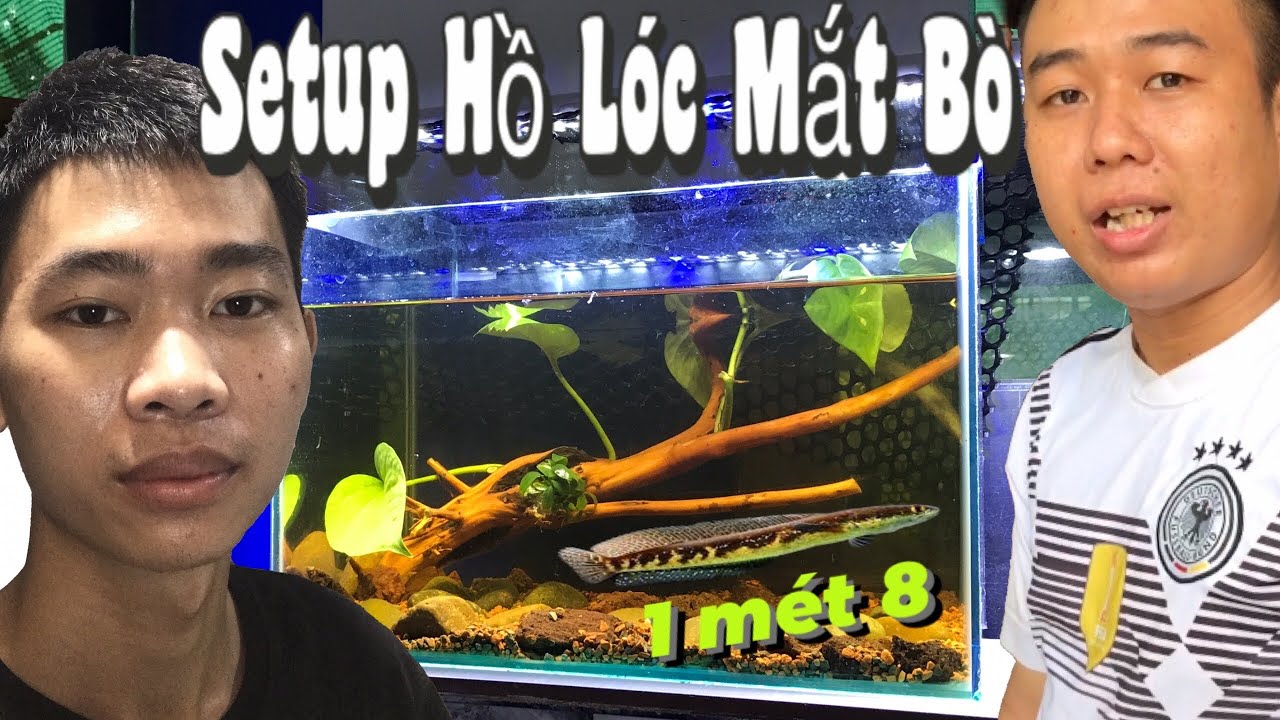 Thử Setup hồ nuôi Cá Lóc Mắt Bò dài 1 mét 8 khi trưởng thành (Great Snakehead)