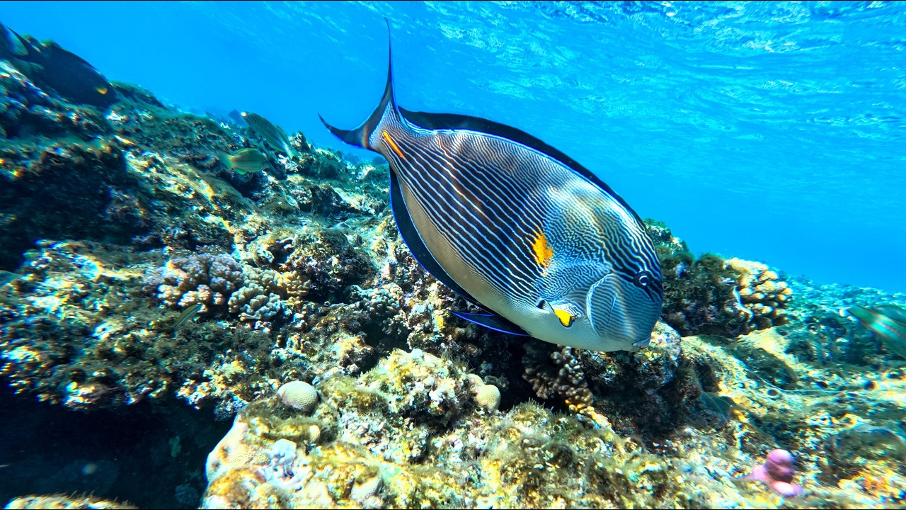Egypt Sharm El-Sheikh