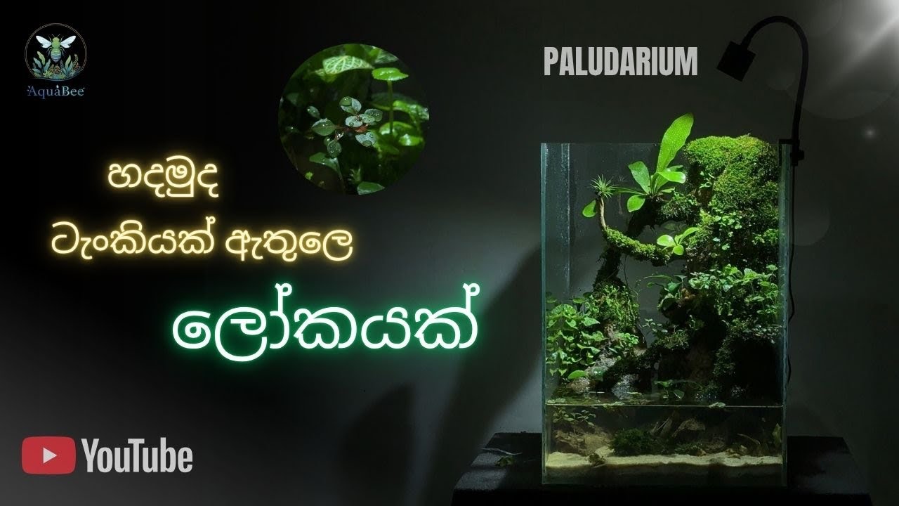 අඩු වියදමකින් ලස්සන 🍀paludarium🍀 setup එකක් හදාගමු