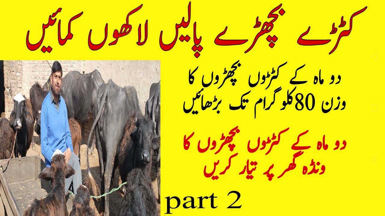 How To Use Calf Starter For Weight Gain In 2 Months Calves/ How To Save Buffalo And Cow Calves