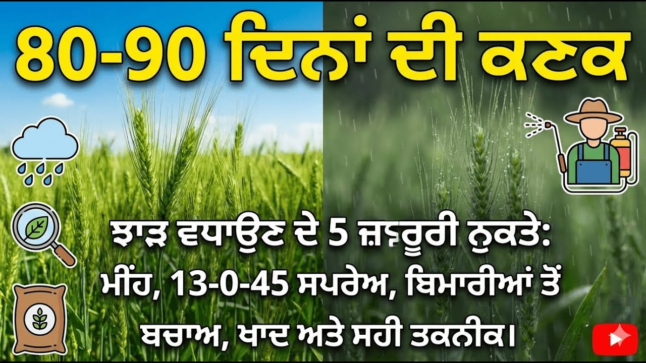 ਸੁਪਰ ਸੀਡਰ ਵਾਲੀ ਕਣਕ ਦੀ ਦੇਖਭਾਲ: ਸੁੰਡੀ ਅਤੇ ਫੰਗਸ ਤੋਂ ਬਚਾਅ ਦੇ ਸੌਖੇ ਤਰੀਕੇ 🚜