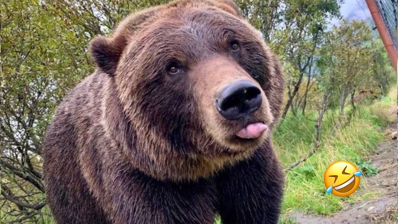САМАЯ СМЕШНАЯ подборка медведей | Смешные медведи🐻 Самые смешные видео о животных | 10 минут лучш...