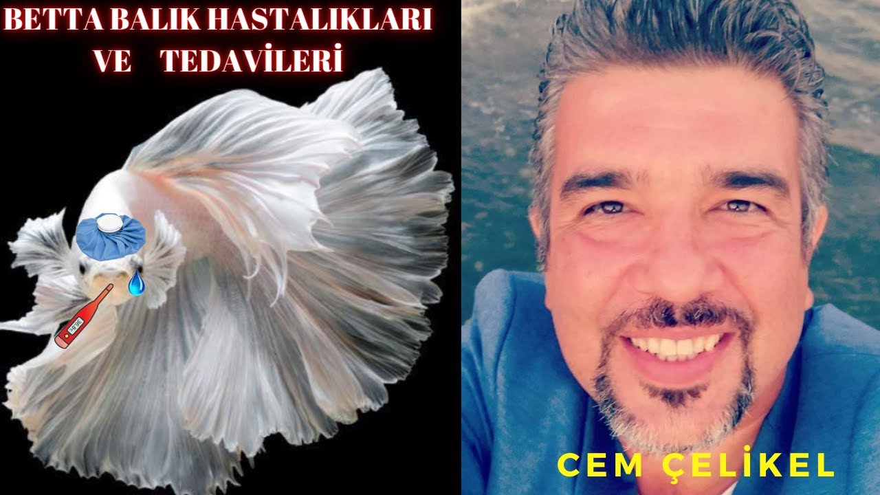 🐟 Beta Balığı Hastalıkları: Belirtiler ve Tedavi Yöntemleri! 🩺💧