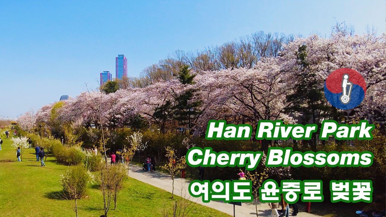 Yeouido Hangang Park, where cherry blossoms are in full bloom