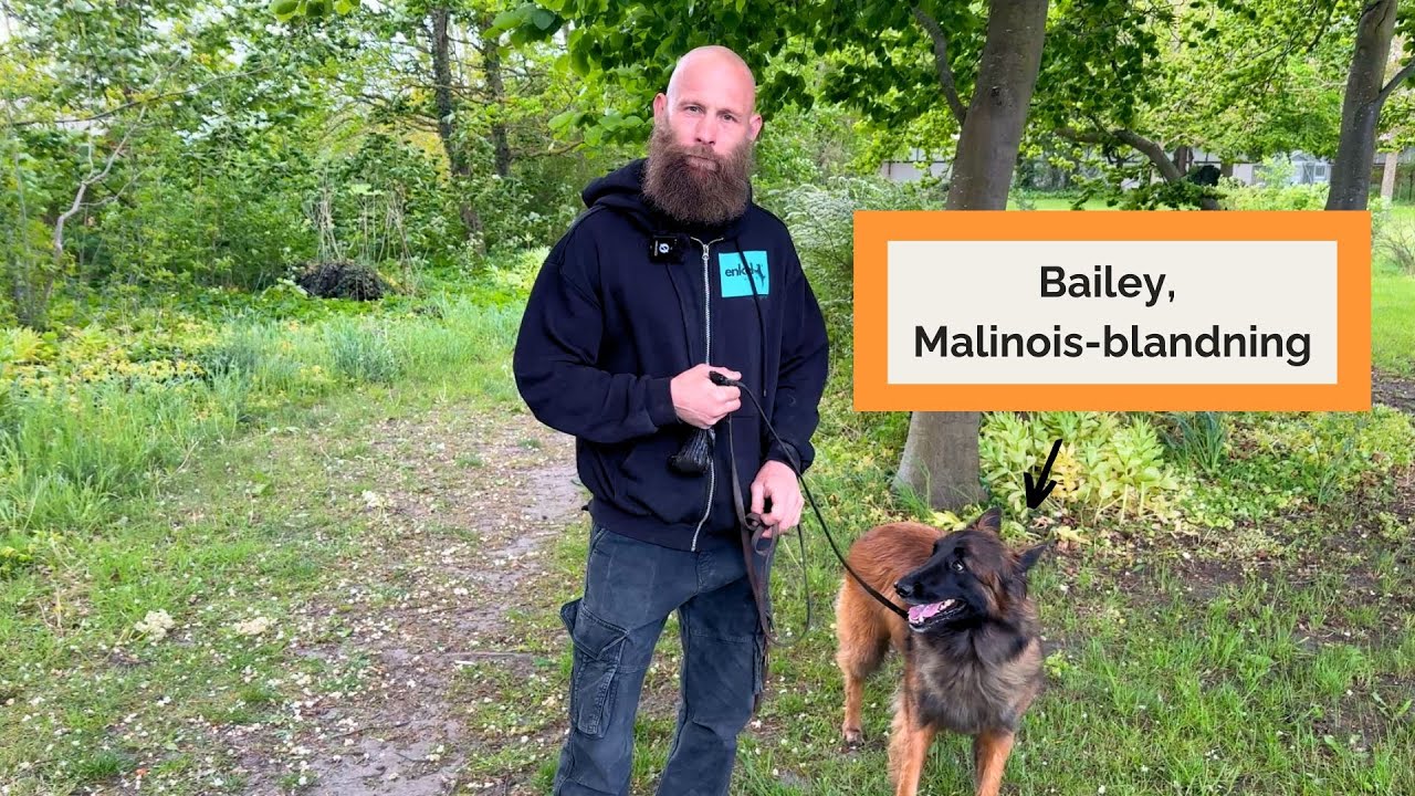 Reaktiv hund på promenad, så stoppar vi utfallen innan de händer