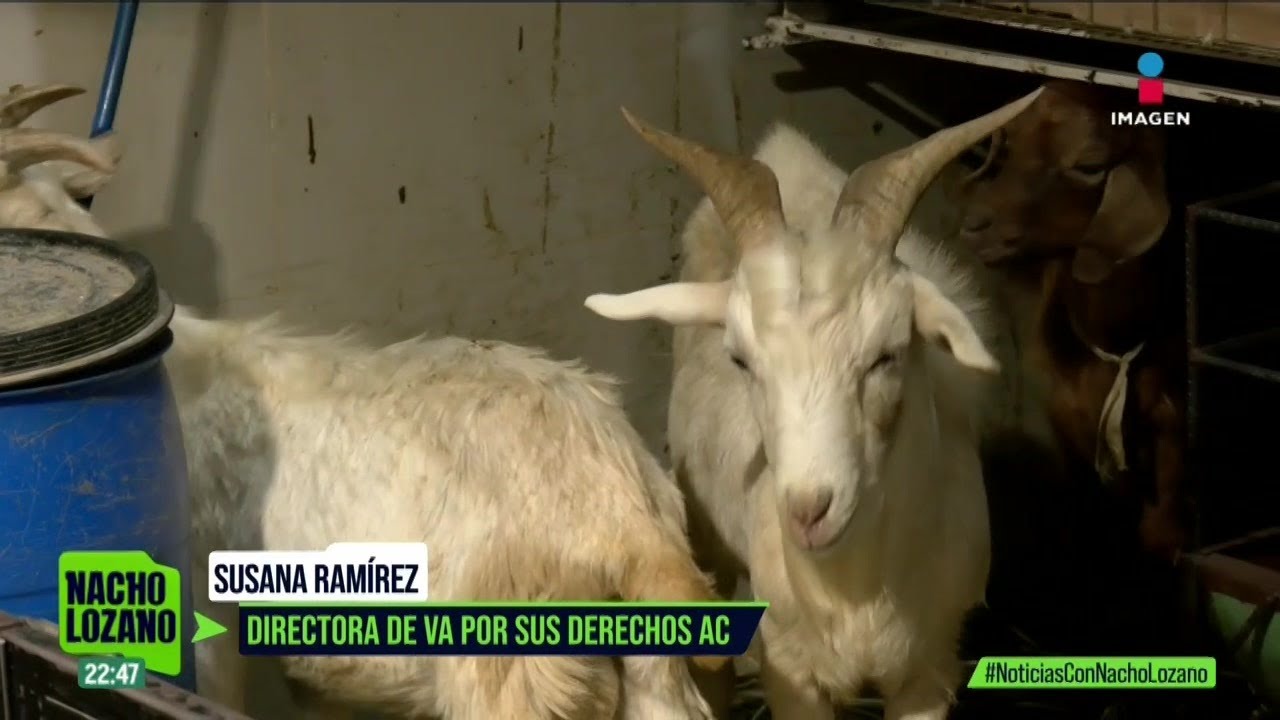 Adiós a la venta de animales en el Mercado de Sonora: un giro histórico tras 68 años | Nacho Lozano