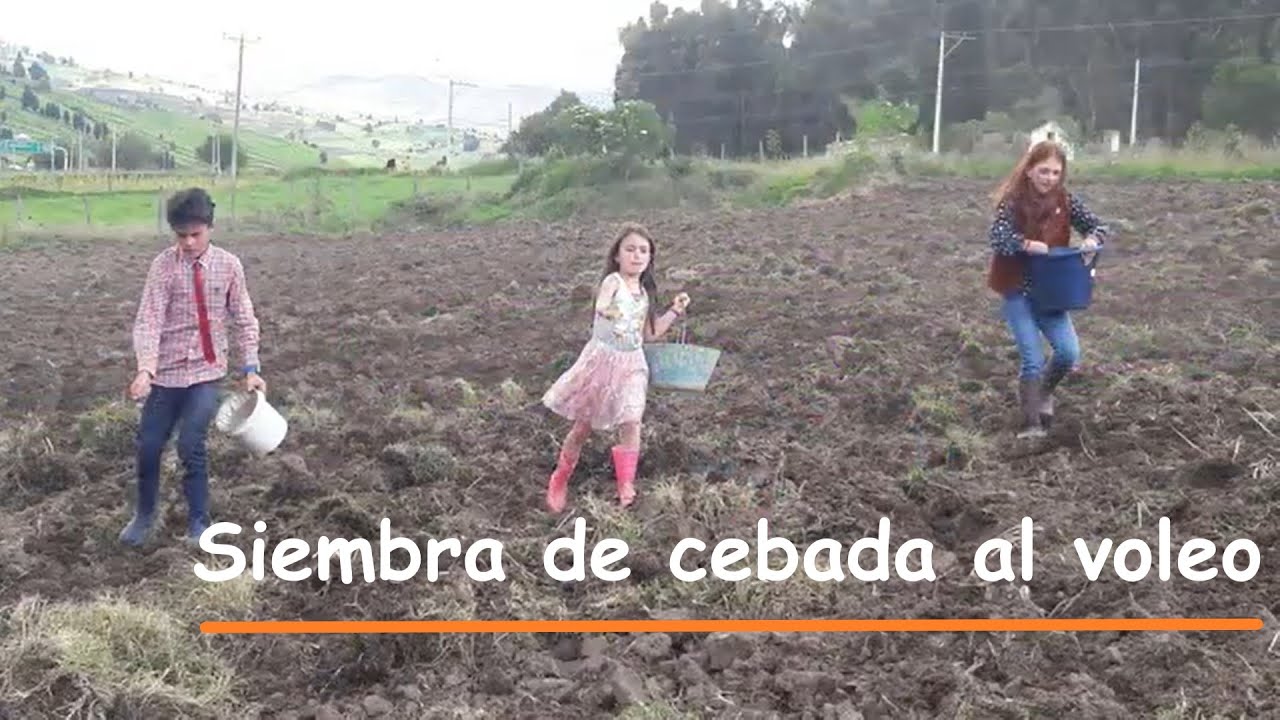 Siembra de cebada al voleo