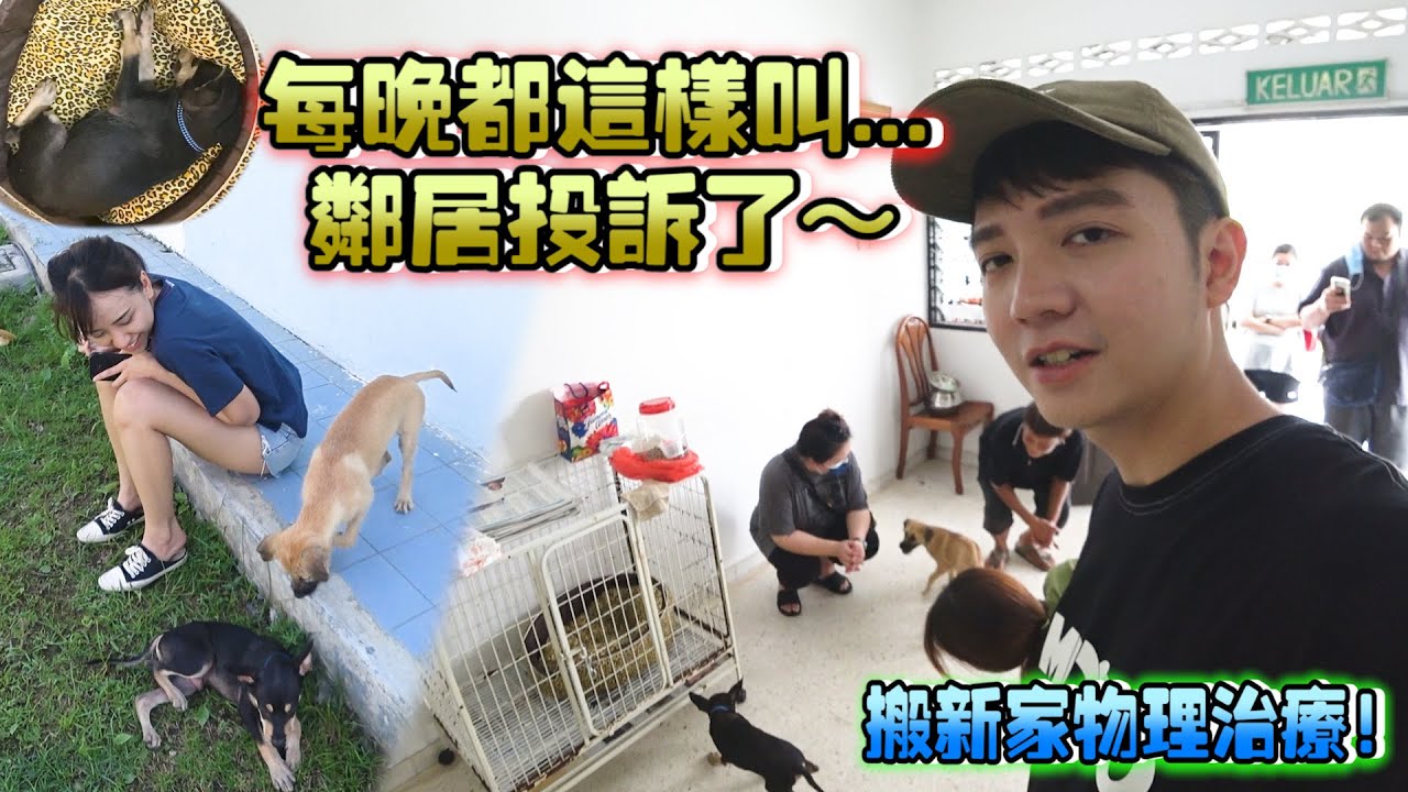 狗瘟发作吵到邻居投诉，只好搬新家 有朋友了Steady是否会更快痊愈呢？
