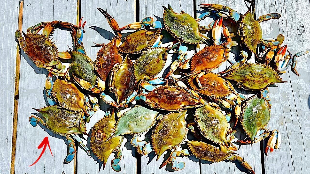 The ULTIMATE BLUE CRAB Experience! [DELICIOUS Catch, Clean, and Cook]