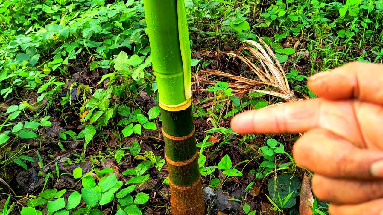 🌴ಅಡಿಕೆ ಕೃಷಿಯಲ್ಲಿ ಇರೋದು ಇಷ್ಟೇ ಕೆಲಸ 🔥 the secret of arecanut farming: finally shared 🍒