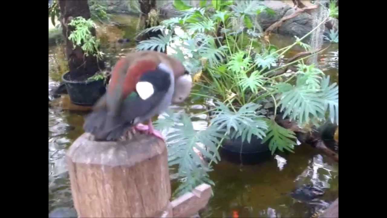 badderende eenden in vijver Vogelkelder