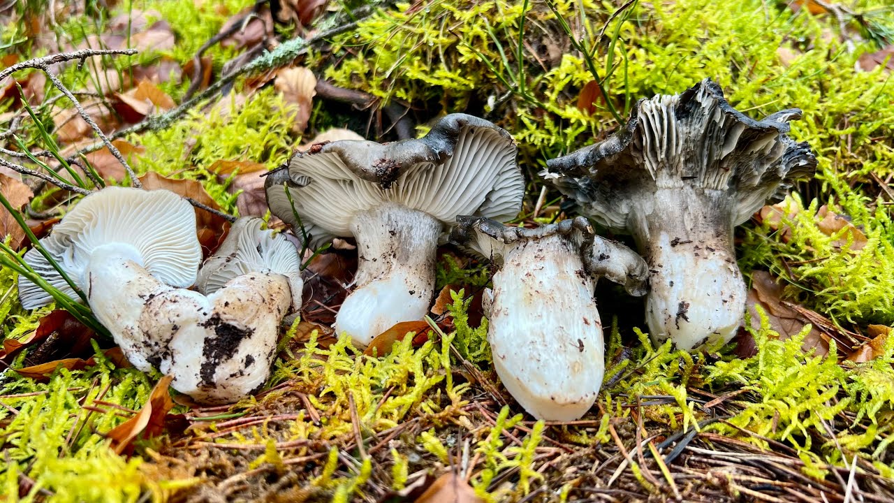 BROTADON DE MARZUELOS!! SORIA (9/03/2025)❄️🍄