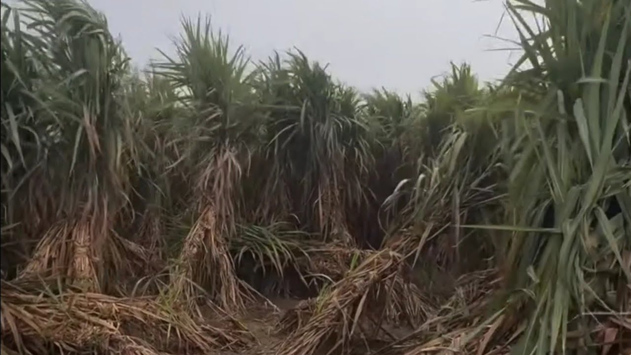 कल की बारिश हमारे यहां बड़ी जबरदस्त गिर गया गन्ना खेत में भरा पानी सरसों की फसल का हुआ नुकसान