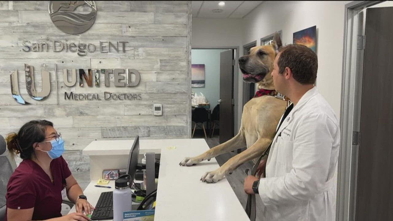 'Thor' the Great Dane therapy dog greets cancer patients, stars in Scooby Doo