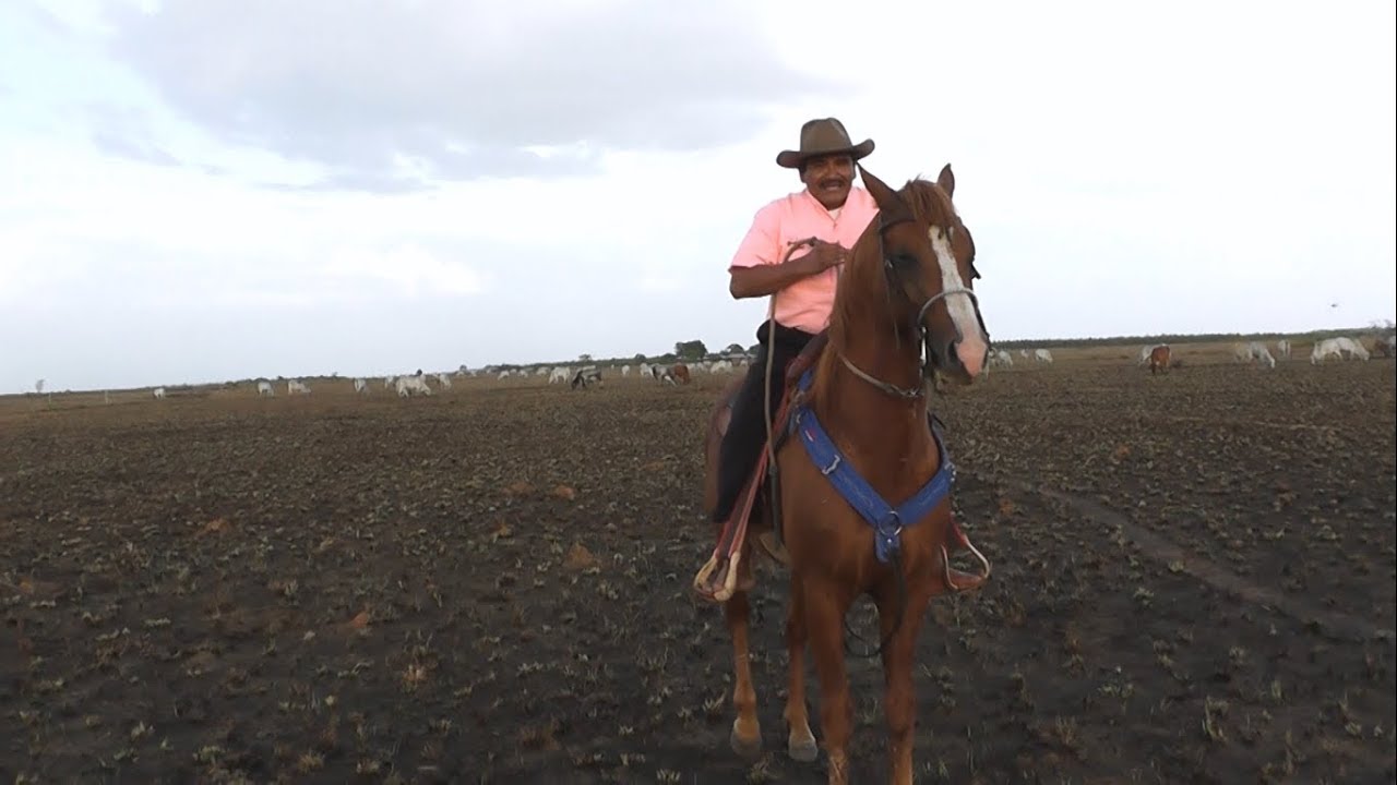 Del Casanare al Vichada - Omar Sibo